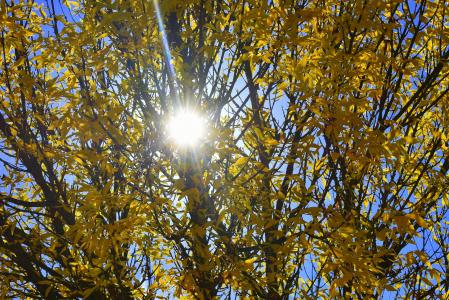 秋天, 黄色, 太阳, 树, 叶子, 赛季, 自然