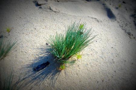 植物, 详细信息, 草, 沙子, 自然, 阳光明媚, 沙滩上的沙子