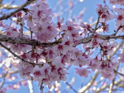 樱桃, 自然, 蓬勃发展, 花, 春天, 春天的花朵, 精致的花朵