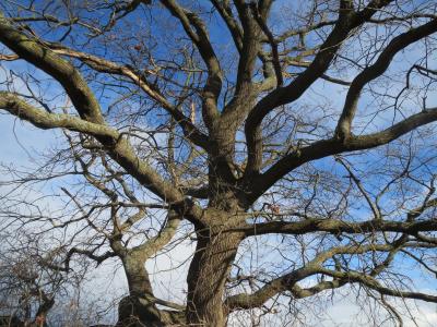 robur 栎, 英国橡木, 花序梗橡木, 法国橡木, 树干, 分支机构, 树