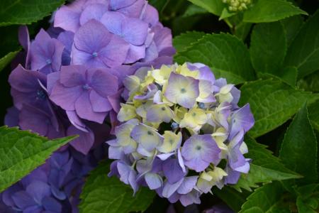 绣球花, 花, 紫罗兰色, 紫色的花, 自然, 紫色的小花, 植物