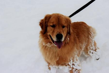 雪, 狗, 宠物, 冬天, 户外, 宠物, 动物