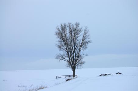 雪, 白色, 感冒, 死亡, 冬天, 卡尔, 树