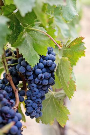 葡萄, 酿酒葡萄, 紫葡萄, 纳帕, 葡萄酒, 水果, 葡萄树