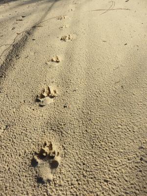 野狗, 弗雷泽岛, 澳大利亚东海岸, 海滩, 澳大利亚, 沙子, 野生动物