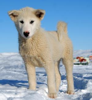 格陵兰的狗, 狗, 格陵兰岛, 小狗, 雪, 冬天, 寒冷的温度