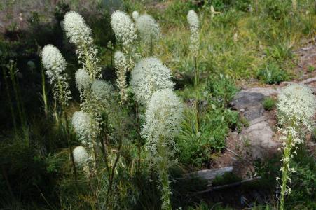 熊草, 蒙大拿州, 石榴石蒙大拿, 花, 植物, 白花, 绽放