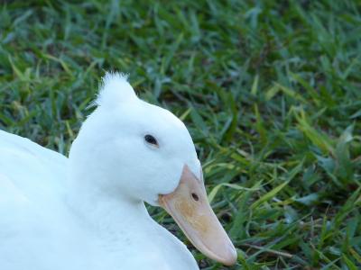 绿头鸭, 鸟, 佛罗里达州, 羽毛, 白色, 发型