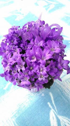 花, 紫色, 紫色的花, 紫色的小花, 阳光, 植物, 花