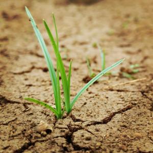 草, 沙子, 绿色, 裂纹, 污垢, 增长, 农业