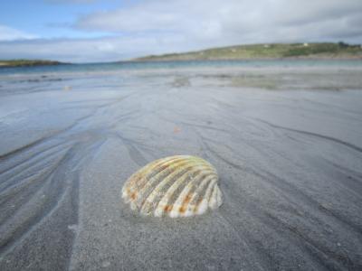 壳, 沙子, 海滩, 爱尔兰, 海, 动物的壳, 自然