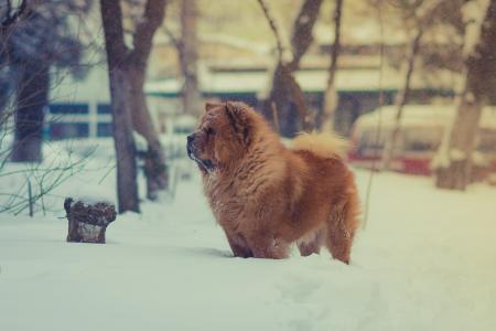 棕色, 狗, 宠物, 动物, 雪, 冬天, 感冒