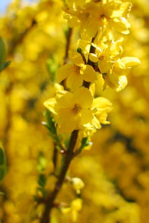 树枝, 金链花, 春天, 黄色, 自然, 花