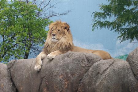 狮子, 动物园, 动物园动物, 丛林之王, 狮子-猫科动物, 未猫, 食肉动物