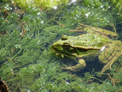 青蛙, 母马, 自然, 池塘, 一种动物, 爬行动物, 绿色的颜色