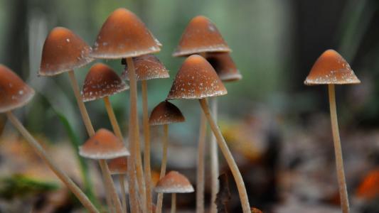 蘑菇, 森林, 秋天, 真菌, 自然, 特写, 植物