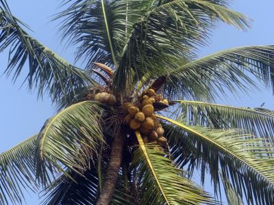 棕榈树, 棕榈叶, 椰子, 棕榈, 可可莲, 树, 印度