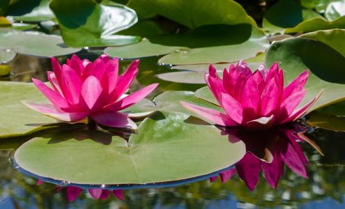 池塘, 自然, 水百合, 粉红色的颜色, 花瓣, 植物, 头花