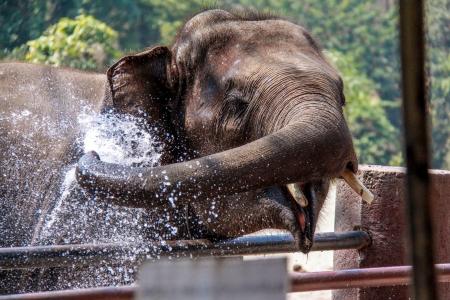 清迈, 大象, 泰国, 野生动物, 一种动物, 在野外的动物, 动物主题