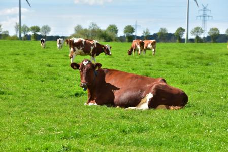 母牛, 动物, 牛, 牧场, 景观, 吃草, 快乐奶牛