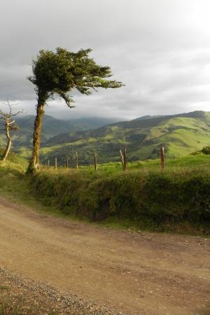 树, 景观, 哥斯达黎加, 山, 植被