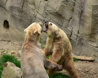 熊, 食肉动物, 哺乳动物, 北极熊, 熊外壳, 危险, 战斗