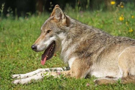 狼, 捕食者, 群居动物, 食肉动物, 哺乳动物, 休眠状态, 野生动物摄影