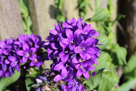 宏观, 紫罗兰色, 花, 紫色的小花, 绽放, 紫罗兰色的花, 花园