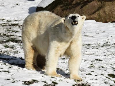 北极熊, 捕食者, 纽伦堡, 危险, 雪, 冬天, 蒂尔加滕