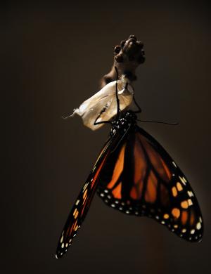 蝴蝶, 君主, 帝王蝶, 昆虫, 自然, 翅膀, 橙色