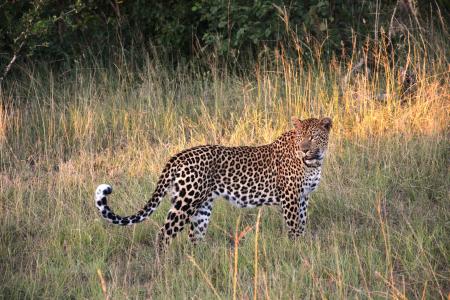 豹, 野猫, 猫, 野生动物园, 南非, 非洲, 野生动物