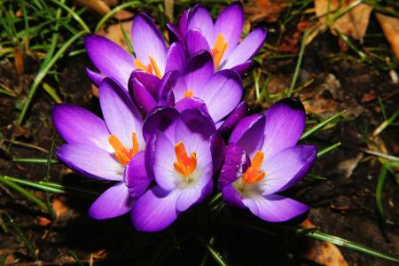 番红花, 花, 春天, 紫色, 关闭, 盛放, 多彩