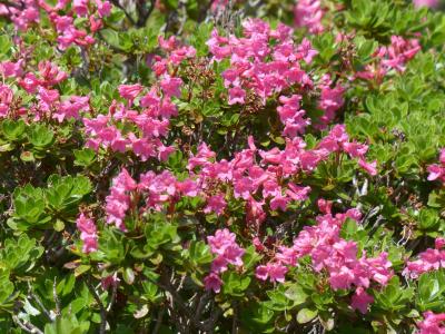 纤毛 alpenrose, 花, 粉色, 杜鹃花陆地, 杜鹃, 希瑟 · 绿色, 杜鹃花
