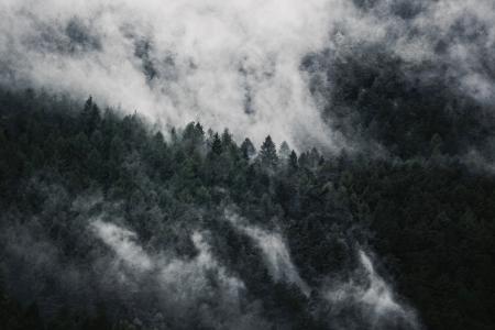 森林, 雾, 自然, 树木, 秋天, 心情, 山