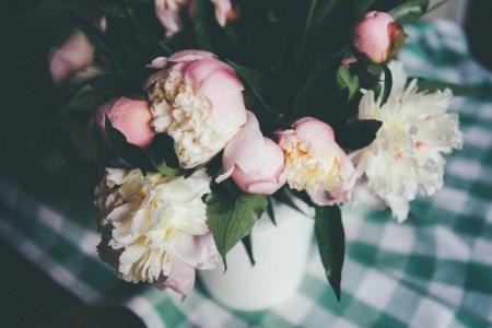 焦点, 摄影, 粉色, 花, 植物, 白色, 花瓣