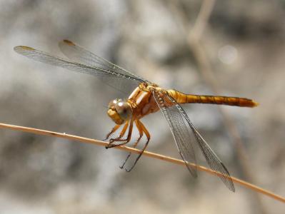 金蜻蜓, 详细, 干, 有翅膀的昆虫