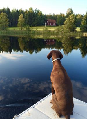 狗, 德国短指针, 棕色, 镜子, 湖, 自然, 夏季