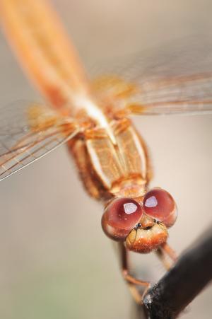 蜻蜓, 宏观, 昆虫肖像, 红红的眼睛, 马达加斯加, 动物, 野生动物
