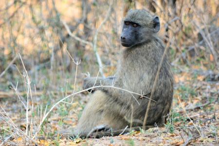 狒狒, 克鲁格公园南非, 野生动物, 自然, 野生动物园