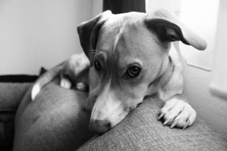 狗, 狗的生活, 狗躺在沙发上