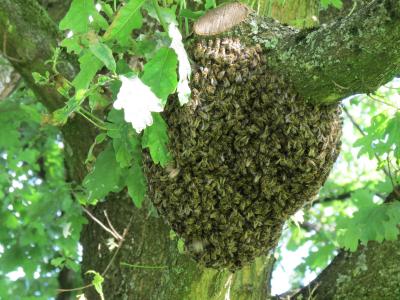 蜂巢, 群, 蜜蜂, 昆虫, 自然, 夏季, 树