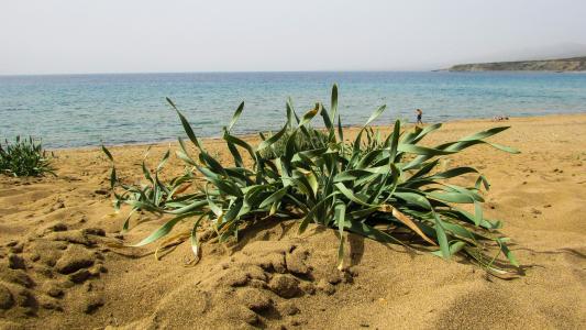 塞浦路斯, akamas, 国家公园, 植物, ammophilous, 海滩, 自然