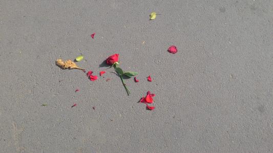 上升, 花, 破碎, 破碎的心, 推广花瓣, 玫瑰花瓣