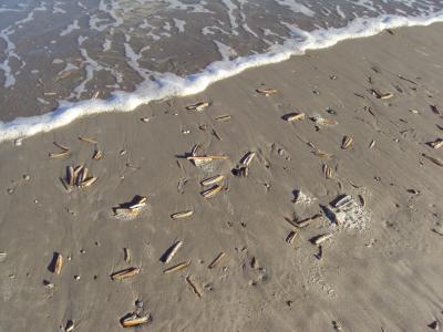 贝壳, ameland, 海, 洗地, 沙滩, 岛屿