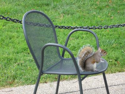 华盛顿, 公园, 松鼠, 椅子