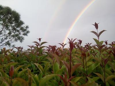 植物, 彩虹, 天空
