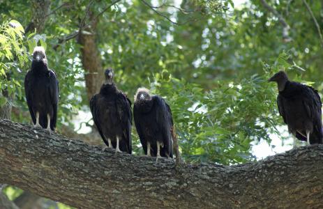 黑秃鹰, 鸟, 家庭, 树, 野生动物, 动物, 兀鹫