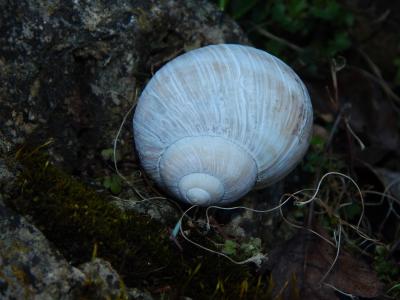 壳, 白色, 蜗牛的壳, 白蜗牛, 住房