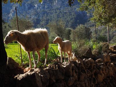 羊, 走了, 干石墙, 东方山谷, 马略卡岛