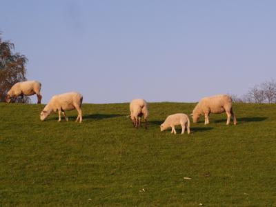 羊, 堤防, 易北河, 草甸, 春天